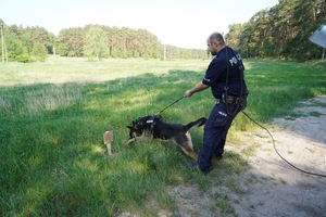 Policjant z psem-owczarkiem na łące.