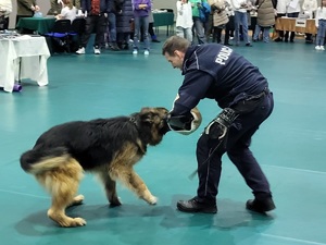 policjant pokazuje tresurę psa służbowego