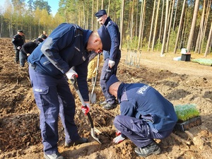 policjanci sadzą las