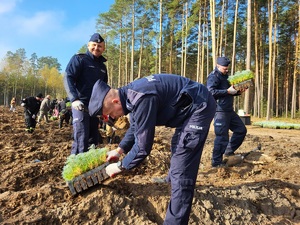 policjanci sadzą las