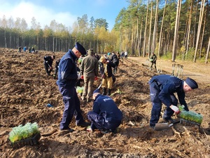 policjanci sadzą las